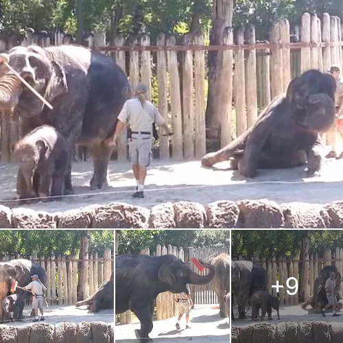 Playful Elephant’s Creative Tree Scratching Technique